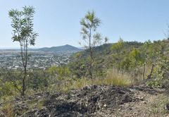 Grevillea parallela