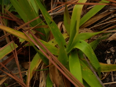 Dichanthelium strigosum