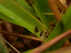 Dichanthelium strigosum