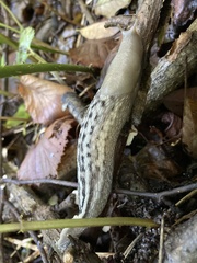 Limax
