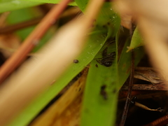 Dichanthelium strigosum