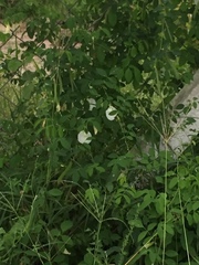 Clitoria ternatea albiflora