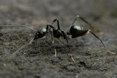 Leptomyrmex burwelli