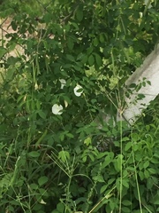 Clitoria ternatea albiflora