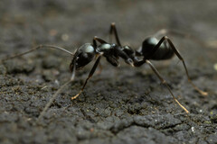 Leptomyrmex burwelli