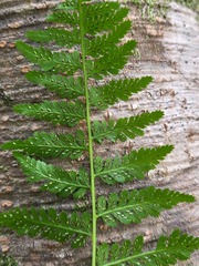 Athyrium