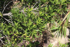 Syzygium buxifolium