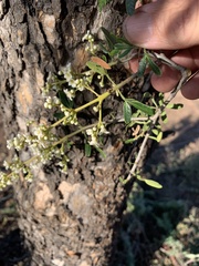 Flindersia dissosperma