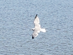 Leucophaeus atricilla