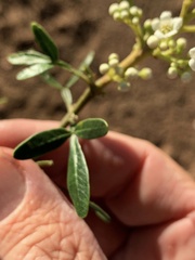 Flindersia dissosperma