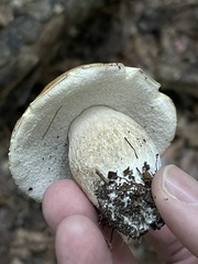 Boletus