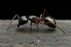 Camponotus hartogi