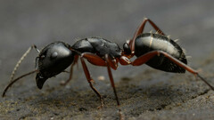 Camponotus hartogi