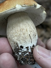 Boletus