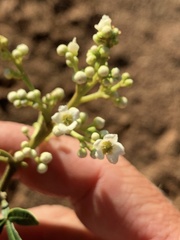 Flindersia dissosperma