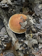 Boletus