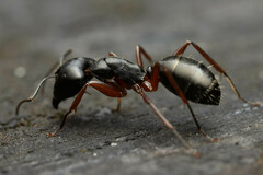 Camponotus hartogi