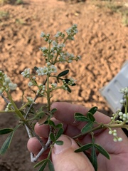 Flindersia dissosperma
