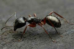 Camponotus hartogi