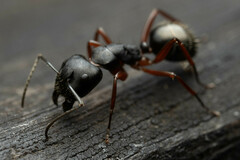 Camponotus hartogi