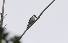 Pericrocotus divaricatus