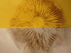 Cyclocybe erebia