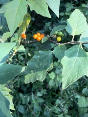Solanum anguivi