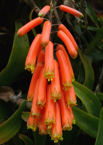 Representative image of Aloiampelos ciliaris