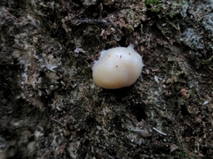 Reticularia