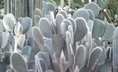 Opuntia