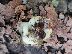 Reticularia