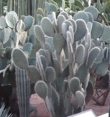 Opuntia