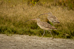 Numenius madagascariensis