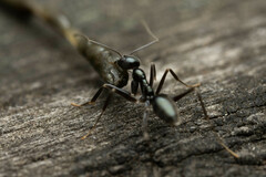 Leptomyrmex burwelli