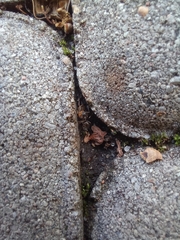 Lasius