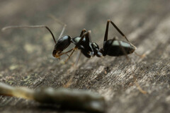 Leptomyrmex burwelli