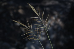Bothriochloa ischaemum