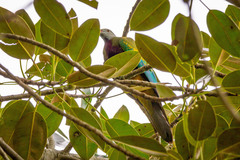 Ptilinopus magnificus