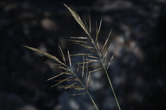 Bothriochloa ischaemum
