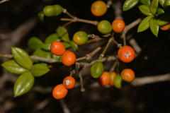 Alyxia ruscifolia