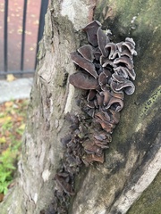 Auricularia polytricha