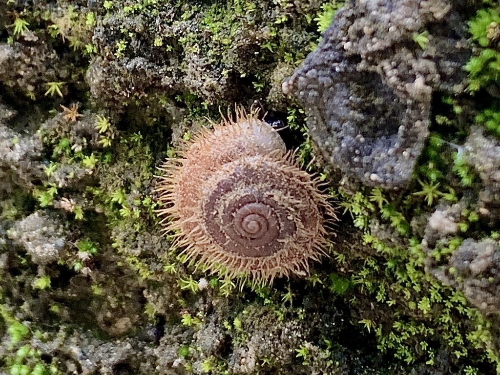 Trichocathaica