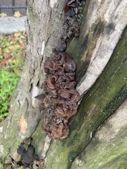 Auricularia polytricha