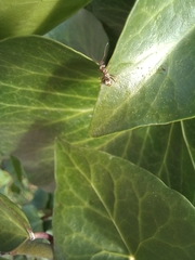 Formica cinerea