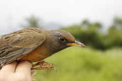 Turdus chrysolaus