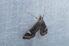 Strepsinoma croesusalis