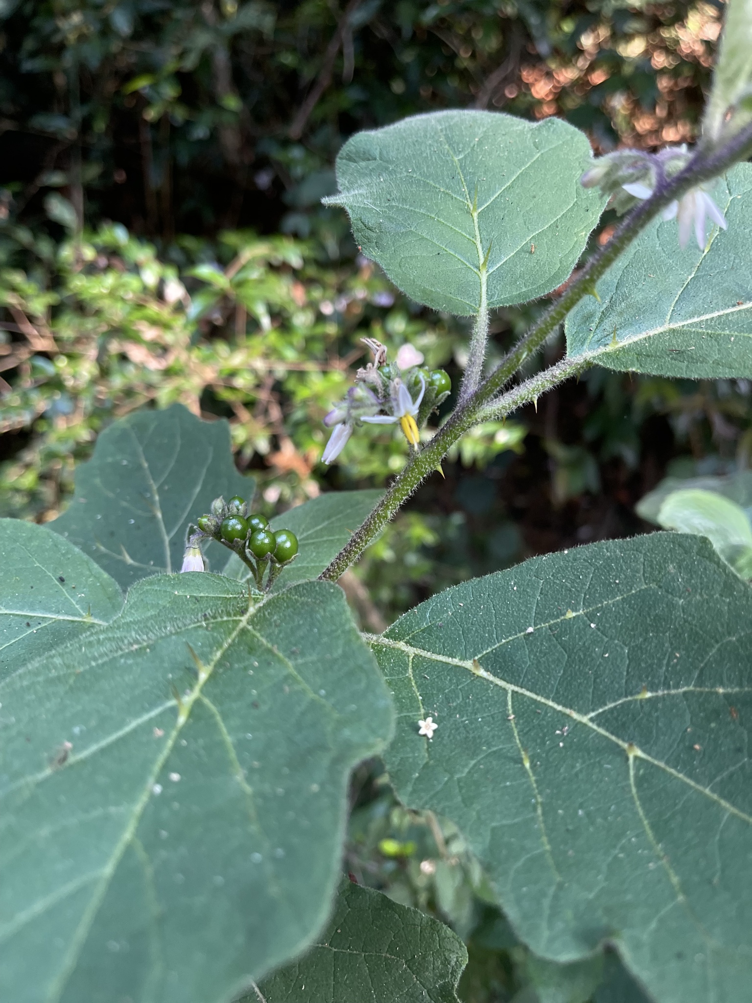 Solanum aethiopicum - Wikipedia