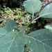 Solanum anguivi - Photo (c) Troos van der Merwe, algunos derechos reservados (CC BY-NC), subido por Troos van der Merwe