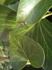 Formica cinerea