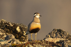Charadrius morinellus